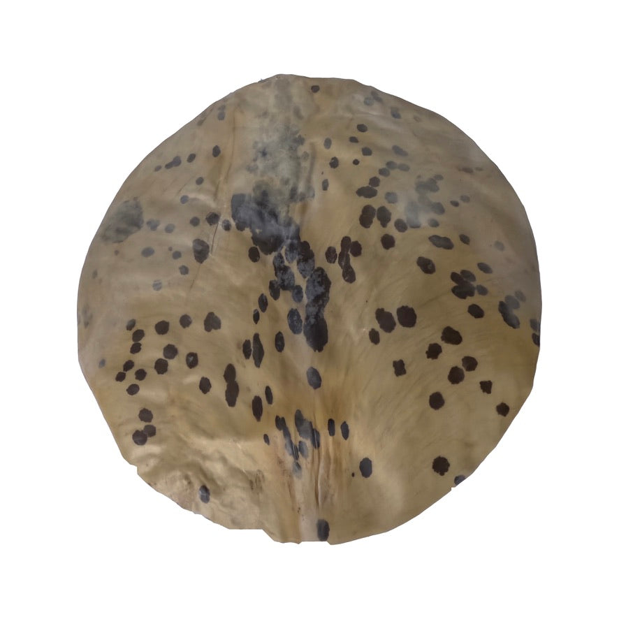 Calf Skin w/ Spine